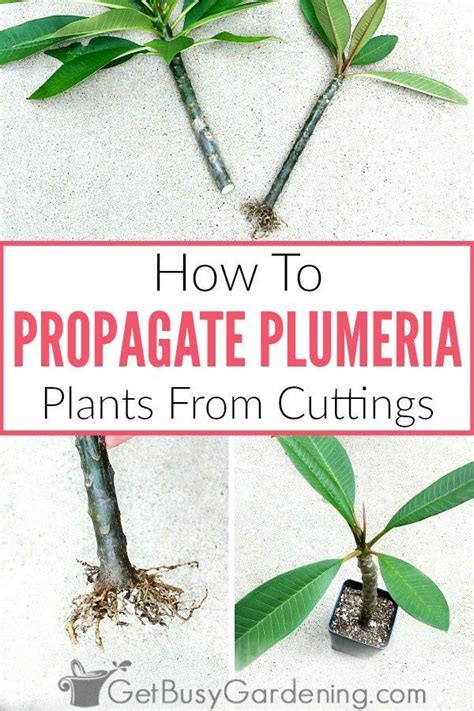 How To Propagate Plumeria From Cuttings Popular Flowers Plumeria