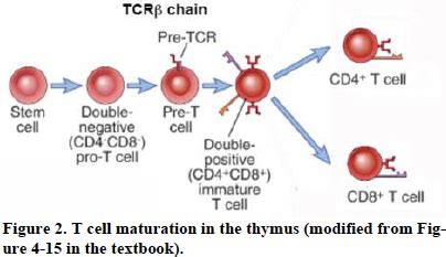 B And T Cell Maturation Immunology Flashcards Quizlet