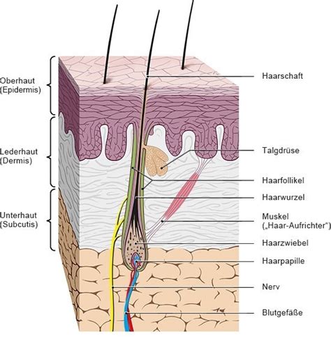 Haar Anatomie Dr İsmail Aslan