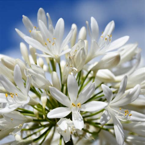 Plantas De Agapanto Blanco AGAPANTHUS AFRICANUS Blanco T O G