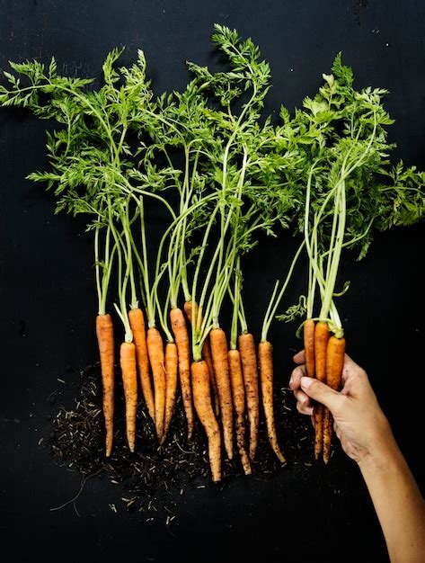 Premium Photo Fresh Organic Carrots