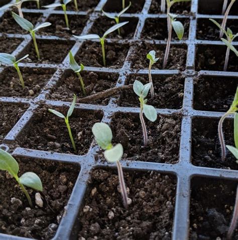 How To Grow Tomatoes From Seed From Seeds To Fresh Tomatoes