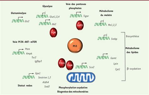 Rôle du suppresseur de tumeurs p53 dans le contrôle du métabolisme