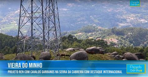 Vieira Do Minho Projeto REN Cavalos Garranos Na Serra Da Cabreira