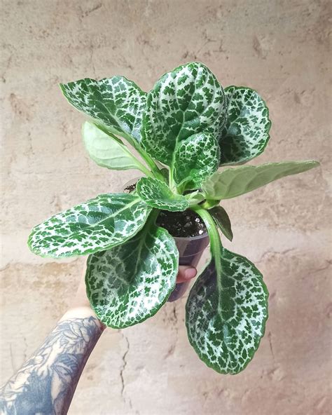 Acheter Streptocarpus Pretty Turtle En Ligne Indoorpoppies