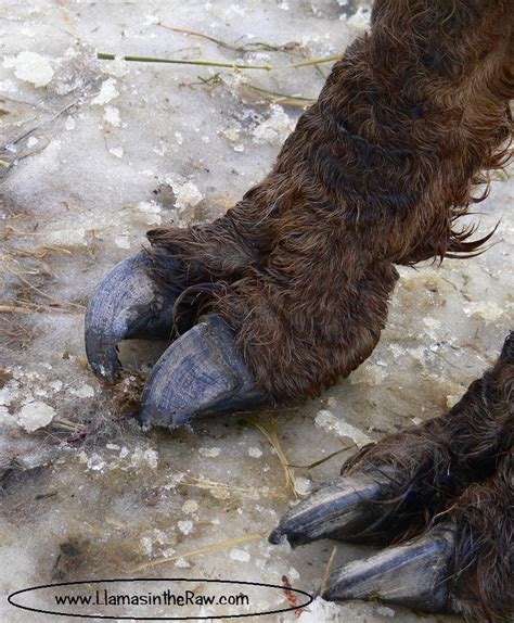 Tivas Toenails The Llama Sanctuary