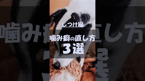 犬の噛み癖 直し方 犬 犬のしつけ 噛み癖 Youtube