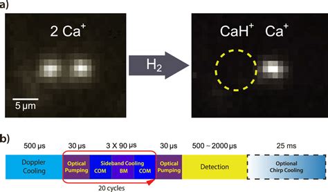 (a) One ⁴⁰Ca⁺ reacts with H2 to make CaH⁺ which is not fluorescent. (b)... | Download Scientific ...