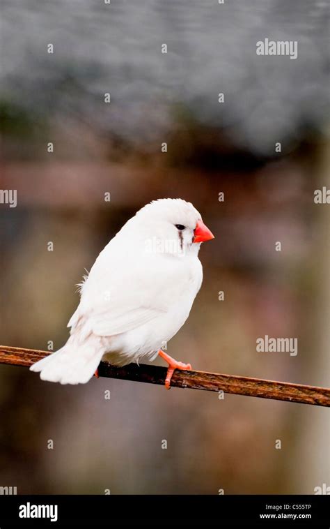 White Zebra Finch Pair