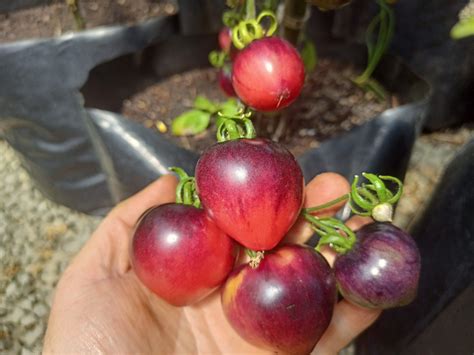 Amethyst Jewel Tomato Dave S Seed