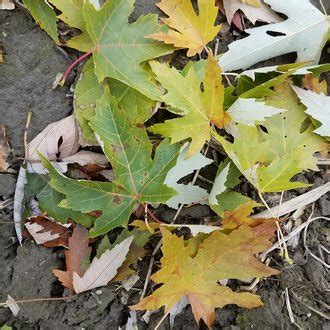 Red Maple Vs Silver Maple Identification Bplant Org