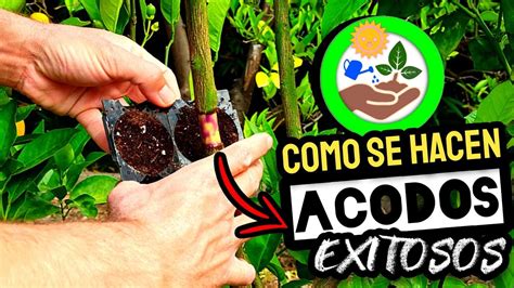 Como Hacer un ACODO AÉREO Enraiza cualquier Árbol o Planta YouTube