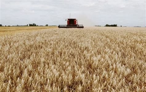 Argentina S Wheat Harvest The Worst In Seven Years Caused By Climate