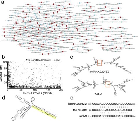 Analysis Of Target Mimicry Of LncRNA A Interaction Network Of LncRNAs