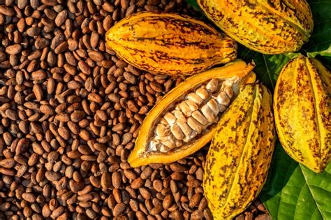 Aromatic Cocoa Beans As Background Cocoa Beans And Cocoa Fruits On