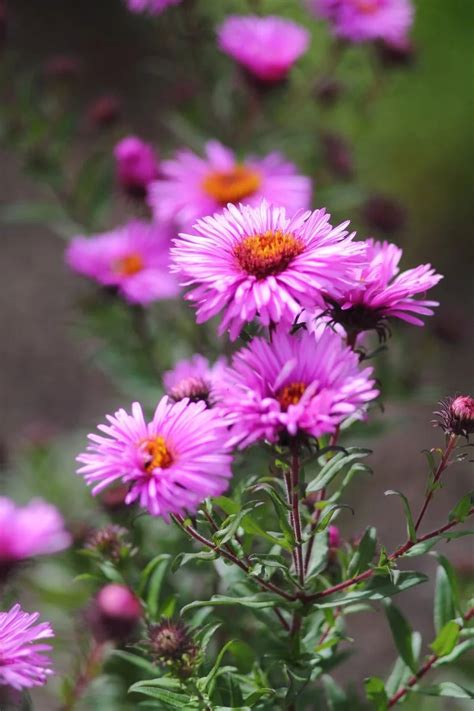 Growing Pink Asters: What Are Some Common Pink Aster Varieties