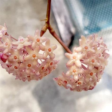 Hoya Macrophylla Pot Of Gold Variegata