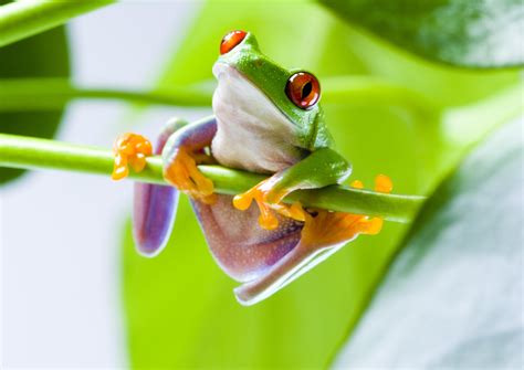 Download Tree Frog Animal Red Eyed Tree Frog Hd Wallpaper