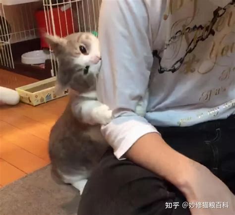 “凌晨3点，被猫咬醒”：猫咪爱咬人是什么原因？ 知乎