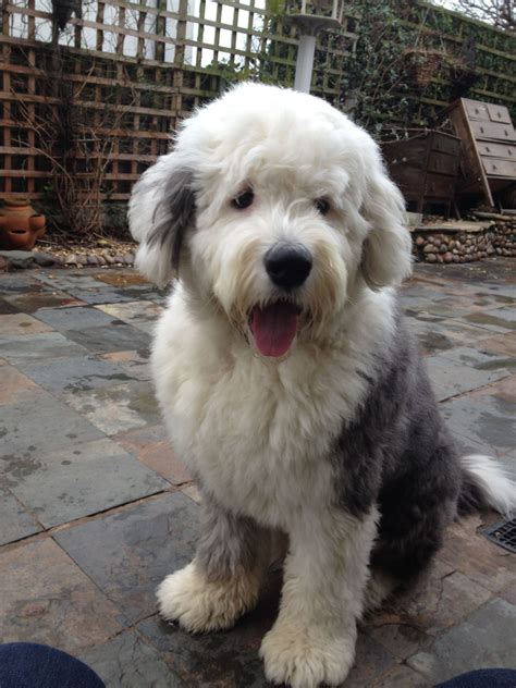 Pin By Dewberry On Old English Sheepdog Archie Old English Sheepdog