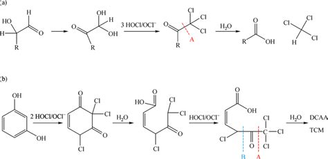 Formation Of Trichloromethane And Trichloroacetic Acid In The