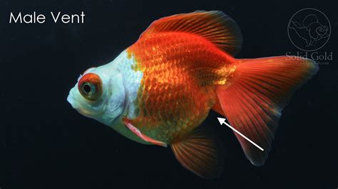 How To Sex A Goldfish Solid Gold Aquatics