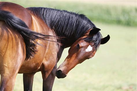 The Four Fastest Horse Breeds In The World