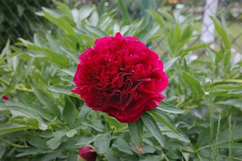 Paeonia Officinalis ”rubra Plena”