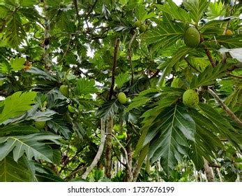 Artocarpus Camansi Breadfruit Tree Stock Photo 1737676199 | Shutterstock