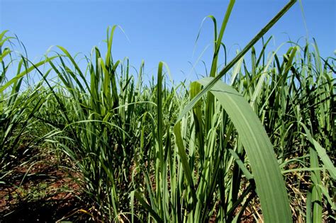 Root System Impacts The Longevity And Productivity Of The Sugarcane