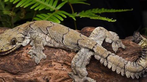 News | New Species of Flying Gecko Discovered in India From Mizoram, IFS Officer Shares Image ...