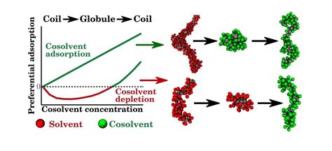 role  preferential cosolvent adsorption  cononsolvency hkhlr
