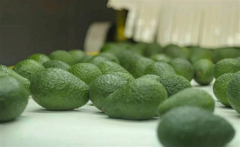 Fresh Avocado Mini Cam Agro Industrial Construction Company Limited