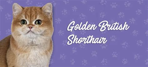 Golden British Shorthair History And Facts With Pictures