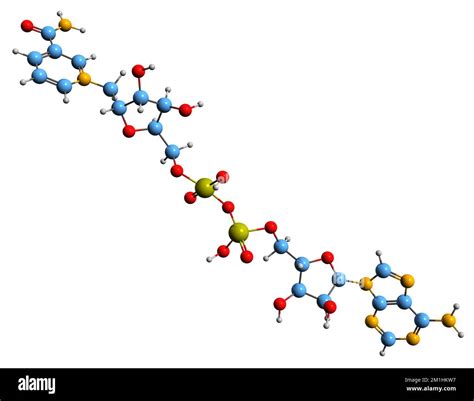 Metabolismo Redox Immagini E Fotografie Stock Ad Alta Risoluzione Alamy