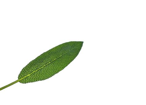 Premium Photo Sage Leaf Texture