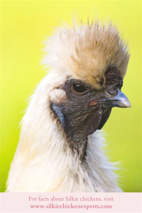 A Complete Guide To Silkie Chicken Colors Breeding Chart Sexing