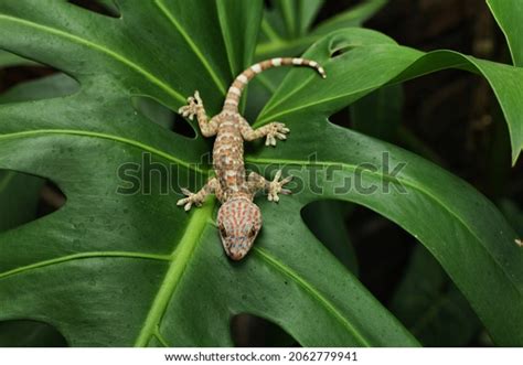 417 Calling Gecko Images Stock Photos And Vectors Shutterstock