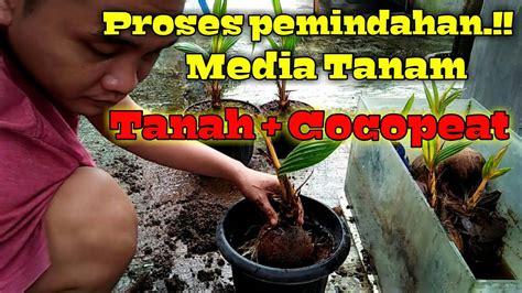 Pemindahan Bonsai Kelapa Dari Media Air Plus Cocopeat Ke Pot YouTube