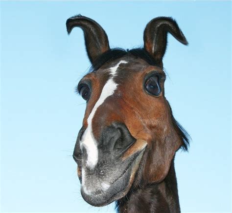 Funny Horse Faces