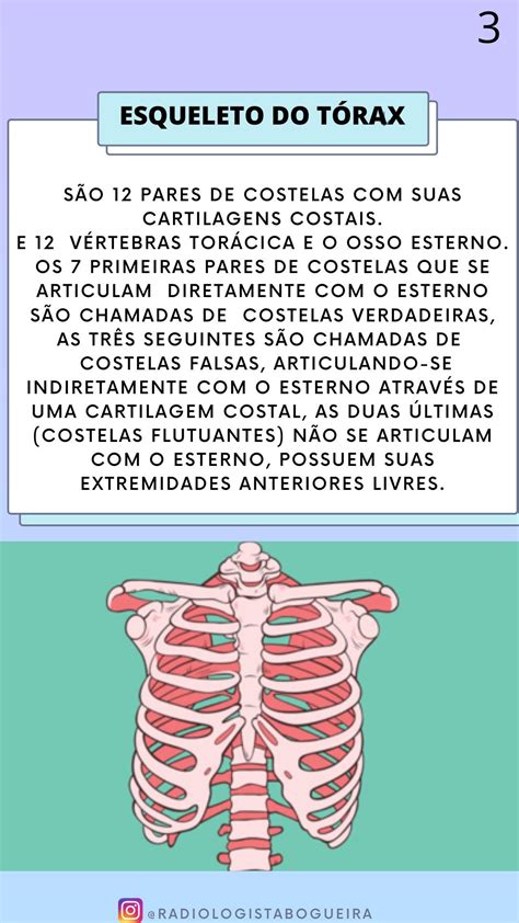 Pin Em Anatomia Estudos Material De Enfermagem Como Estudar Anatomia