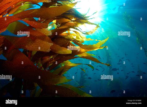 plant fishes high resolution stock photography  images alamy