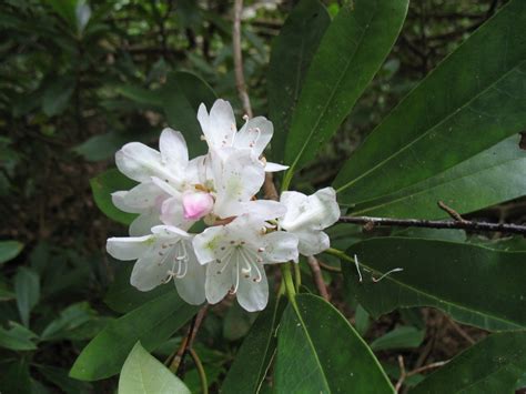 Rhododendron maximum (Great Rhododendron, Max, Rosebay Rhododendron ...