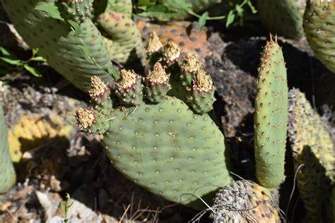 Beavertail Prickly Pear Info Tips For Growing A Beavertail Cactus Plant