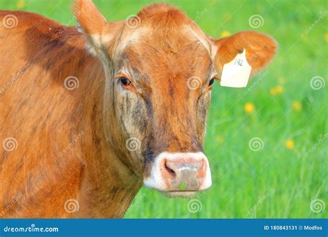 Close Portrait Of A Jersey Dairy Cow Stock Image Image Of Grass