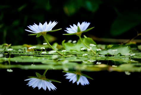 Download Reflection Nature Flower Hd Wallpaper