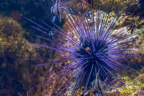 Sea Urchin Symbolism Spiritual Meaning And Sea Urchin Dream Meaning