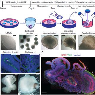 A Schematic Demonstration Of The D Cerebral Organoids Cell Culture