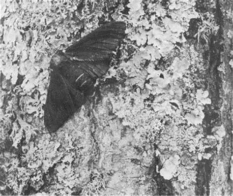 Science As Process Or Dogma The Case Of The Peppered Moth — The Nature