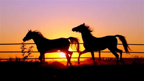 Beautiful Horses Wallpapers - Wallpaper Cave